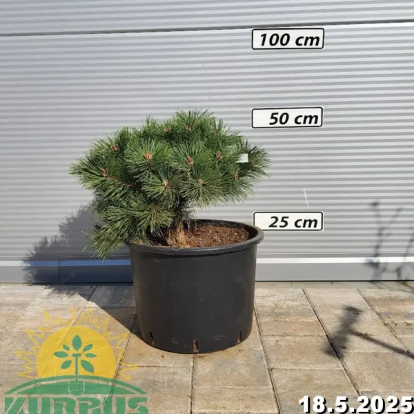 Pinus nigra 'Marie Bregon' (Rušje)