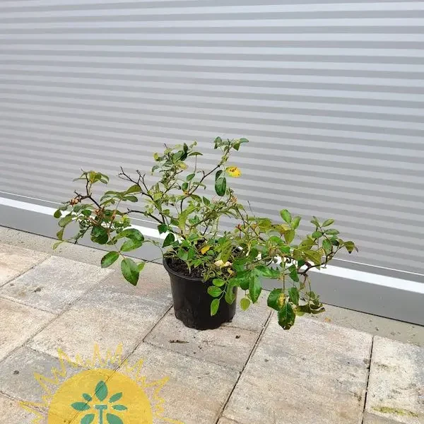 Rosa 'Lovely Fairy' (Pokrovna vrtnica)