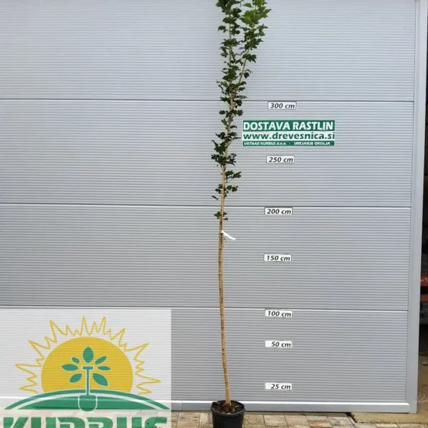 Acer platanoides 'Emerald Queen' (Ostrolistni/Norveški javor)