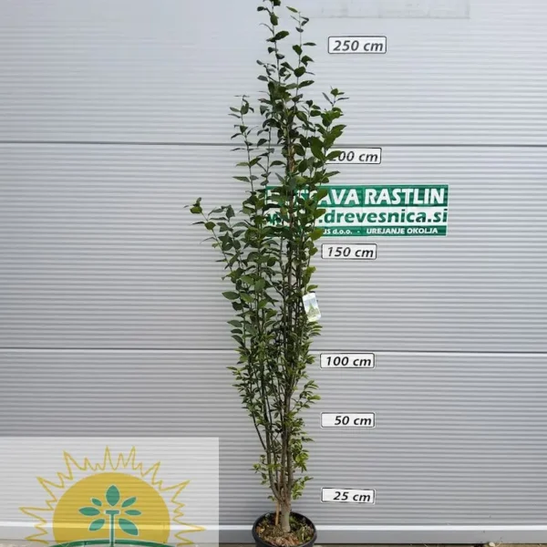 Carpinus betulus 'Fastigiata' (Stebrasti gaber)