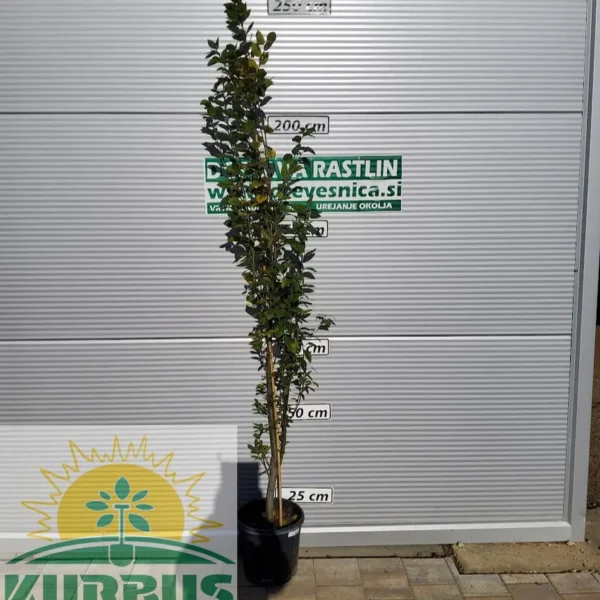 Carpinus betulus 'Fastigiata' (Stebrasti gaber)