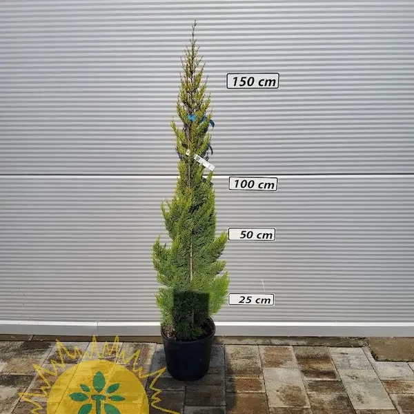 Cupressus macrocarpa 'Goldcrest' (Kalifornijska cipresa)