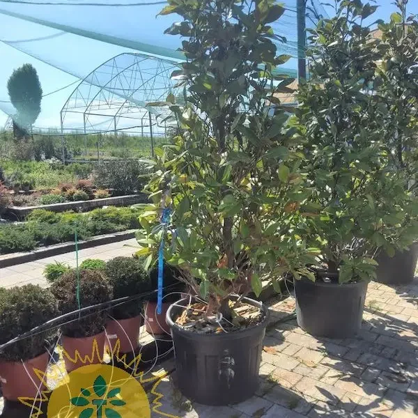 Magnolia grandiflora 'Gallisoniensis' (Velecvetna magnolija)