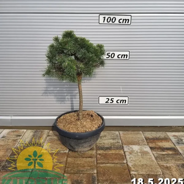 Pinus mugo 'Wintergold' (Rušje na steblu)