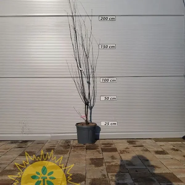 Prunus cerasifera 'Nigra' (Okrasna rdečelistna sliva)