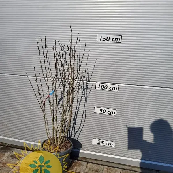 Hibiscus syriacus 'Woodbridge' (Slez)