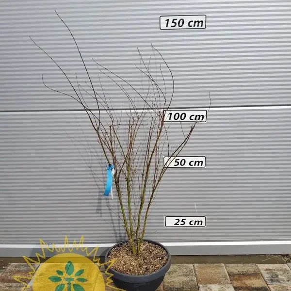 Acer palmatum 'Going Green' (Pahljačasti javor)