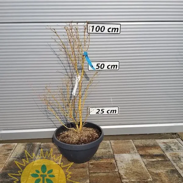 Acer palmatum 'Bi-hoo' (Japonski javor 'Bi-hoo')