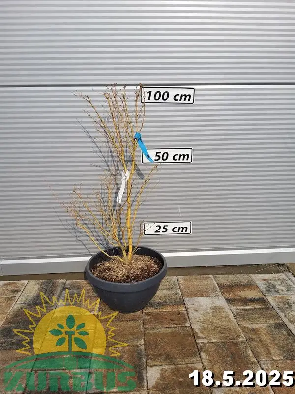 Acer palmatum 'Bi-hoo' (Japonski javor 'Bi-hoo')