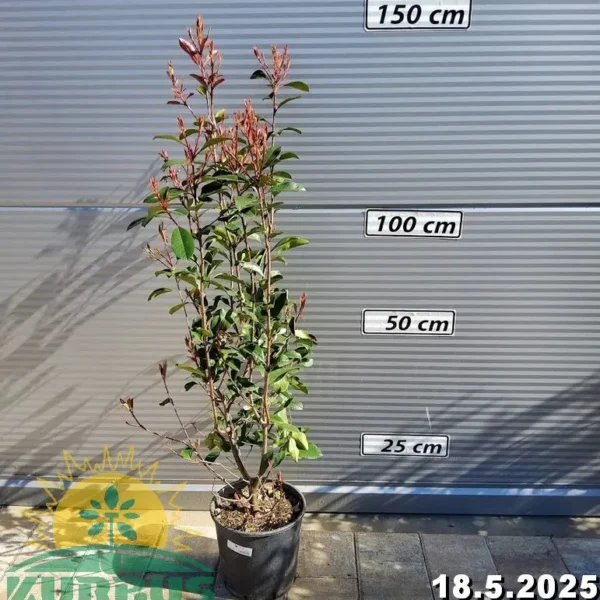 Photinia fr. 'Red Robin' (Fotinija)