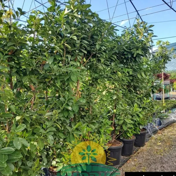 Prunus laurocerasus 'Novita' (Lovorikovec)