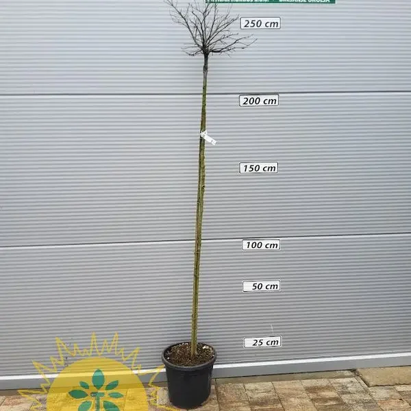Quercus palustris 'Green Dwarf' (Okroglasti močvirski hrast)