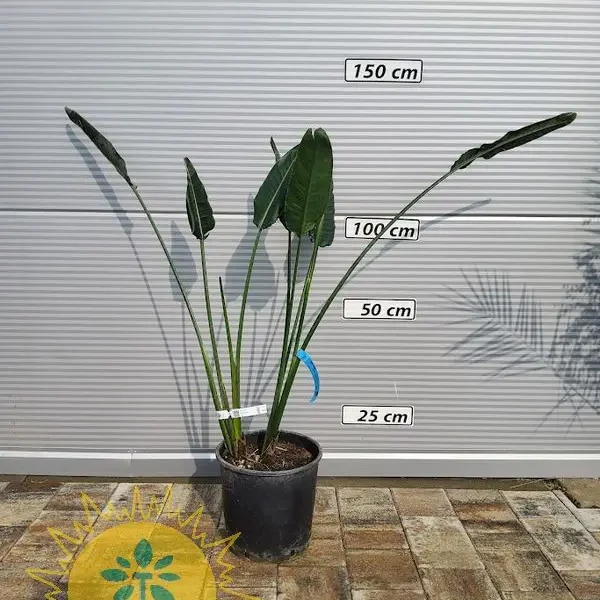 Strelitzia reginae (Kraljeva strelicija)