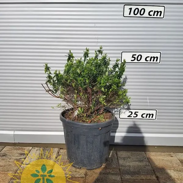Abelia × grandiflora (Velikocvetna abelija)