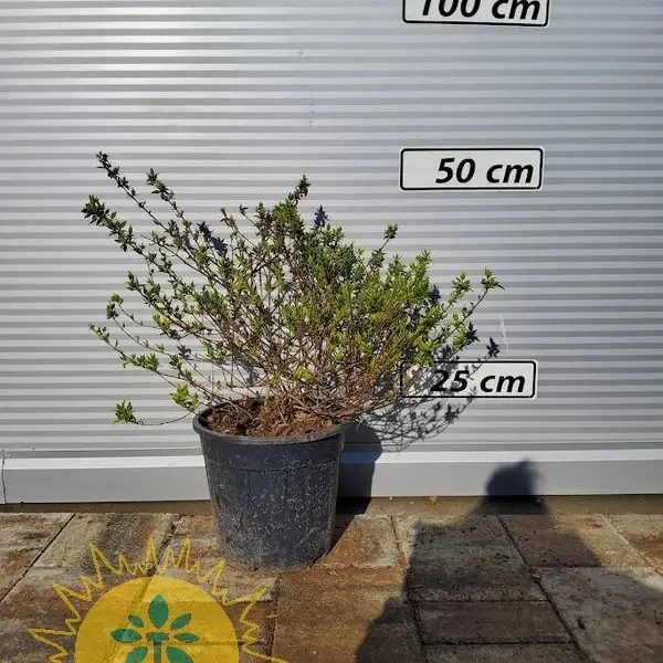 Abelia × grandiflora 'Kaleidoscope' (Velikocvetna abelija 'Kaleidoscope')