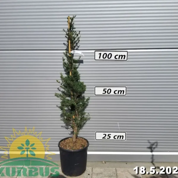 Cedrus atlantica (Atlaška cedra)