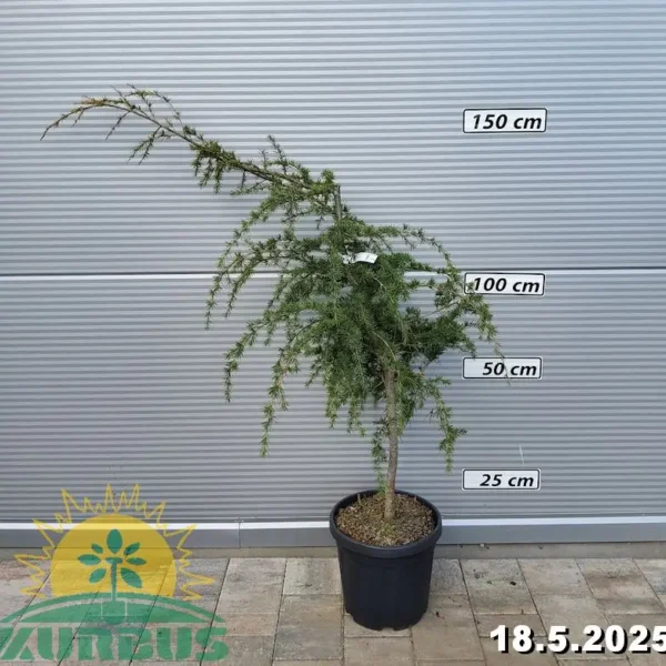 Cedrus deodara 'Prostrata' (Deodarska cedra)