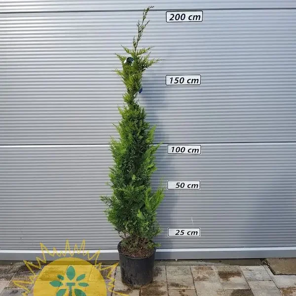 Cupressocyparis leylandii 'Gold Rider ' (Leylandova cipresa)