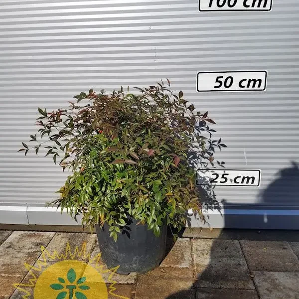 Cupressus macrocarpa 'Aurea Pendula' (Kalifornijska cipresa)