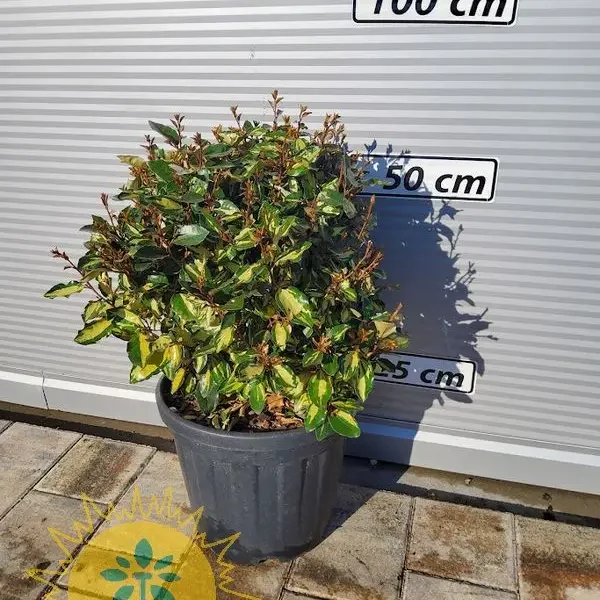 Elaeagnus x ebbinhgei 'Maryline' (Oljčica)