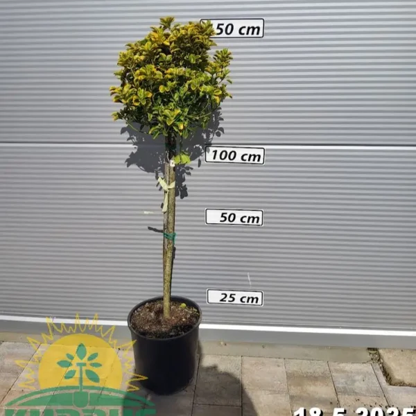 Euonymus japonicus 'Elegantissimus aureus'  (Japonska trdoleska na steblu)