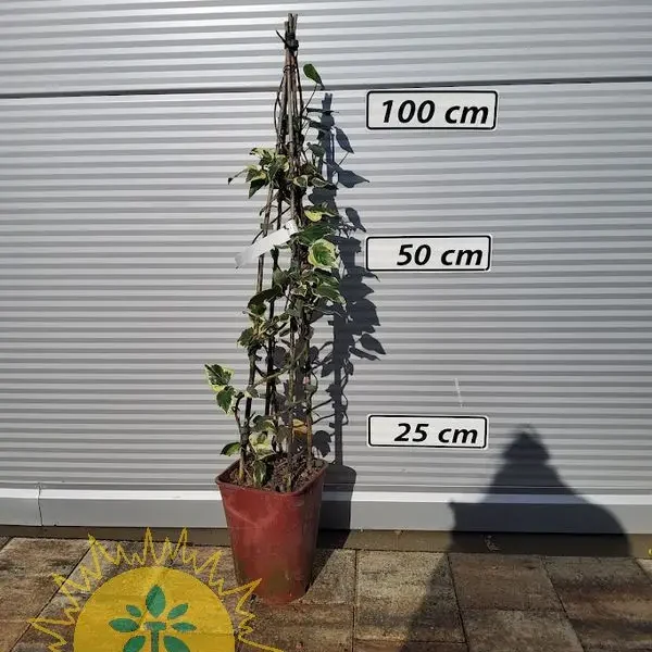 Hedera algeriensis 'Gloire de Marengo' – (Alžirski bršljan)