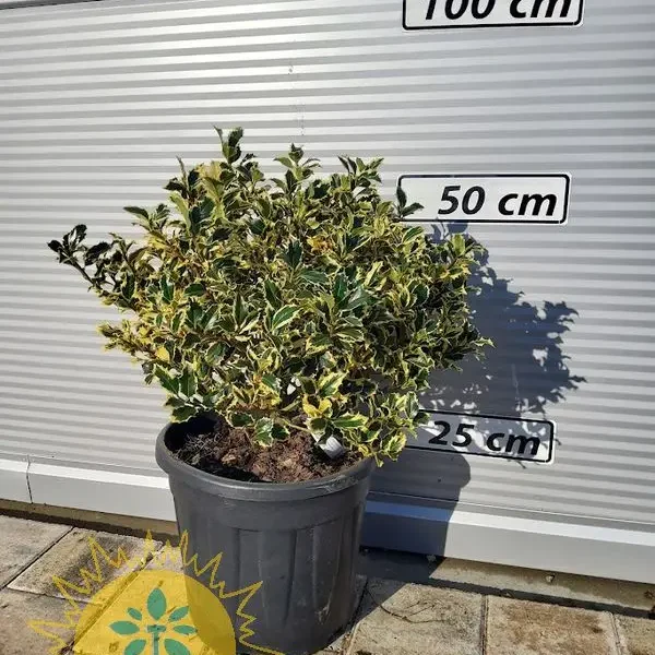 Ilex aquifolium 'Variegatum' (Pisanolistna bodika/Božje drevesce Krogla)