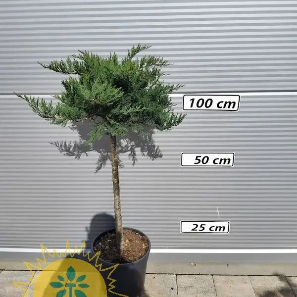 Juniperus 'Rockery Mixed'