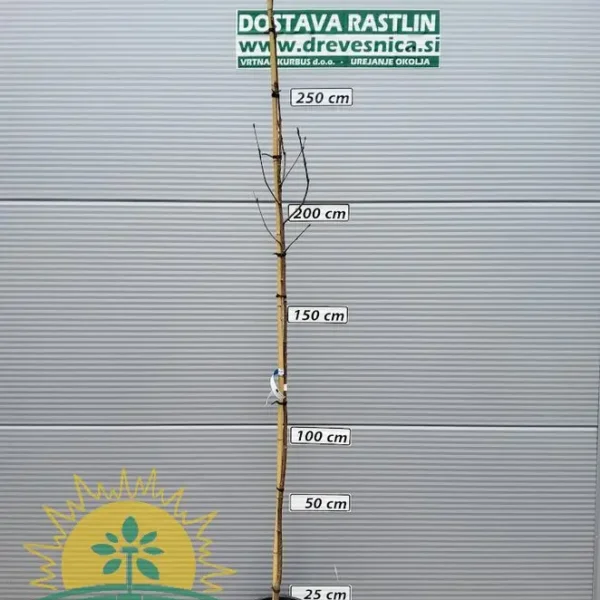 Sorbus aucuparia 'Edulis' (Jerebika)