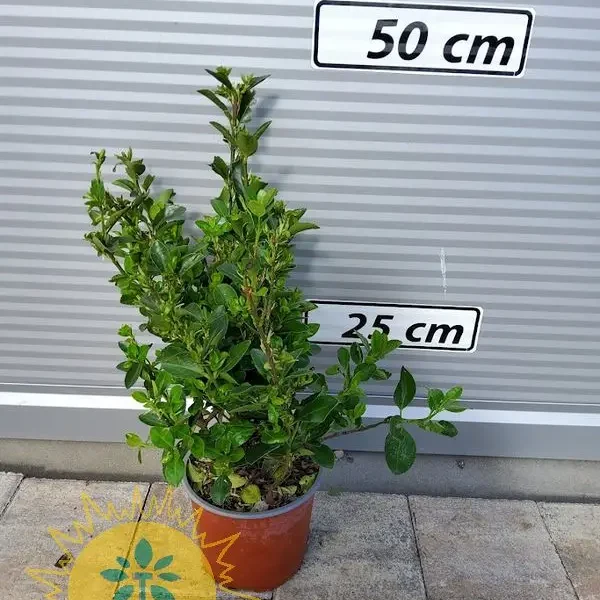 Euonymus japonicus (Japonski evonim)