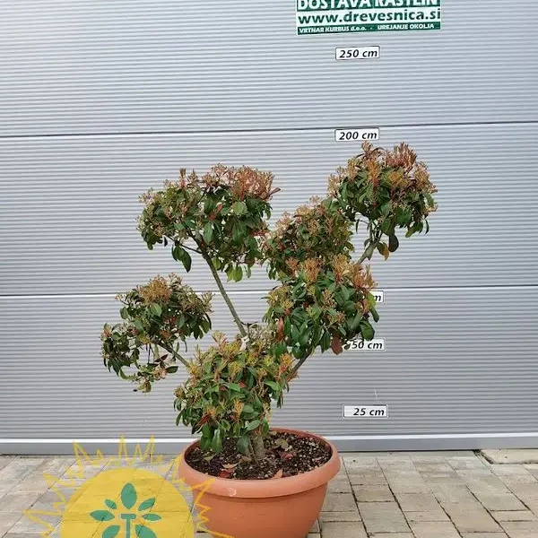 PHOTINIA SERRATIFOLIA 'CORALLO' - PON PON 140cm (Photinia pom pon)