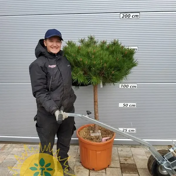 Pinus nigra 'Marie Bregon' (Rušje na steblu)