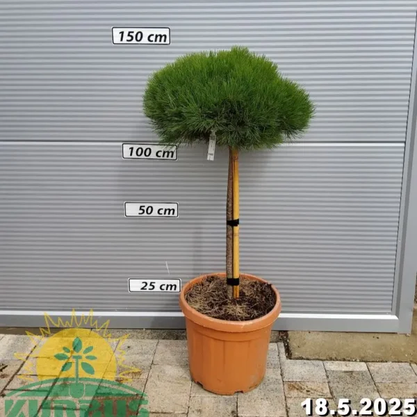 Pinus nigra 'Pierrick Bregeon' (Bor na steblu)
