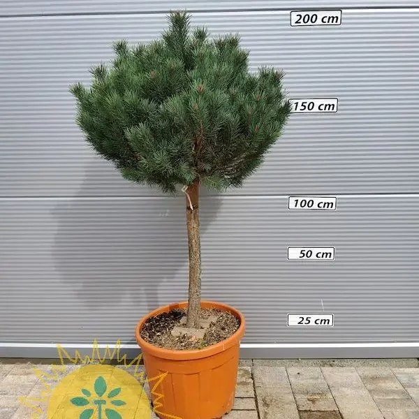 Pinus sylvestris 'Watereri' (Kompaktni rdeči bor na steblu)