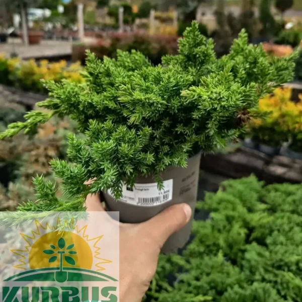 Juniperus procumbens 'Nana' (Polegli brin)