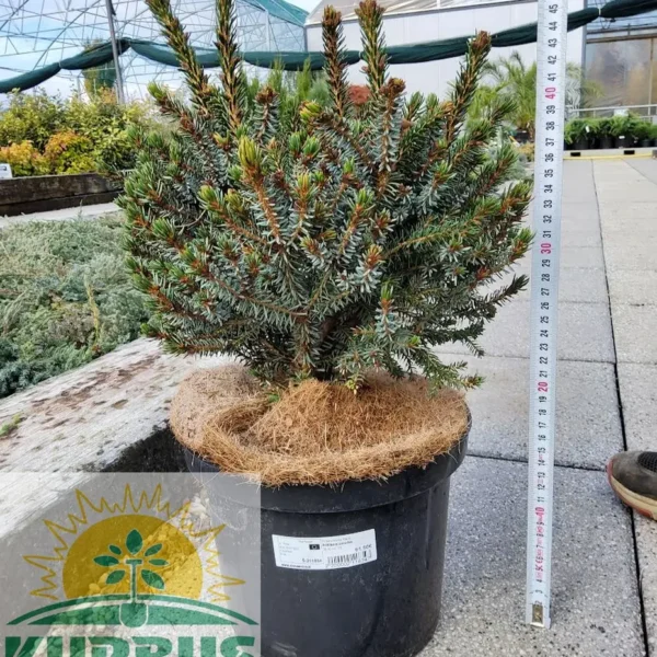 Picea omorika 'Nana' (Pritlikava omorika)