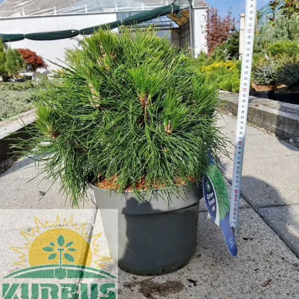 Pinus mugo 'Varella' (Rušje)