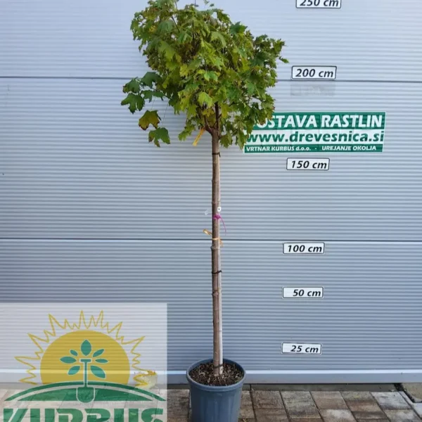 Acer platanoides 'Globosum' (Kroglasti ostrolistni javor)