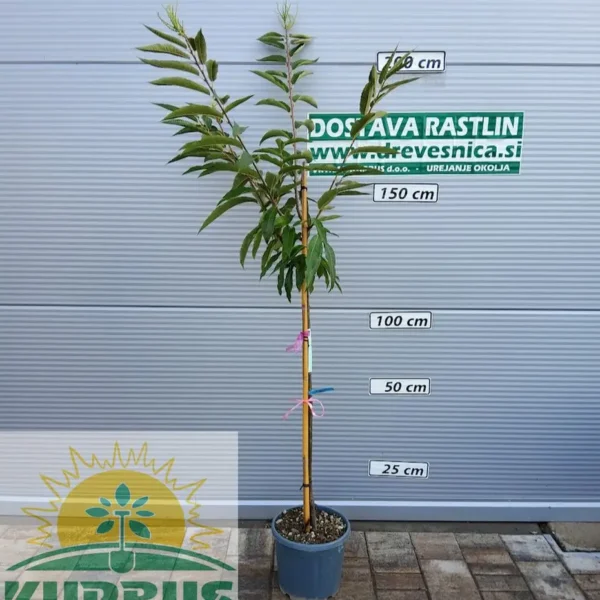 Castanea sativa 'Marsol' (Kostanj )