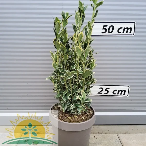 Euonymus japonicus Bravo