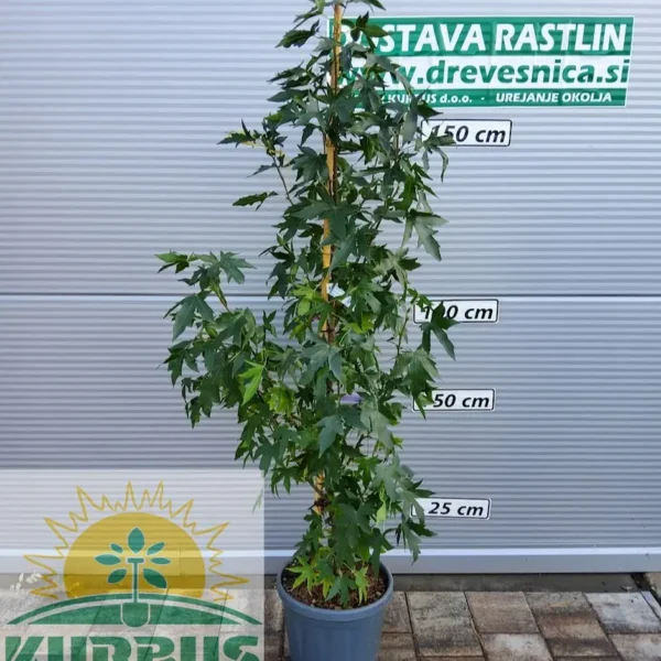 Liquidambar styraciflua 'Worplesdon' (Ambrovec)