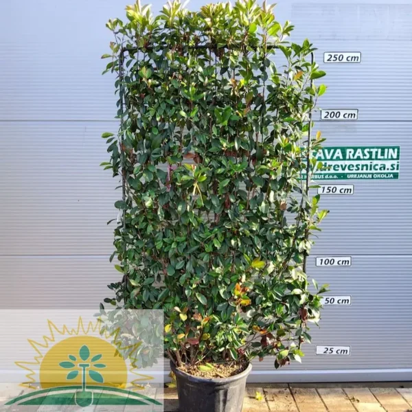 Photinia fr. 'Red Robin' (Fotinija BARIERA)