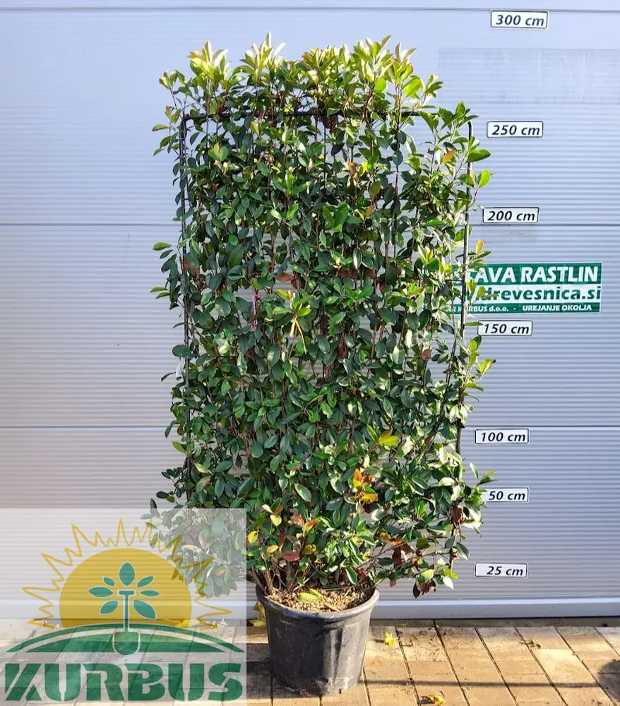 Photinia fr. 'Red Robin' (Fotinija BARIERA)