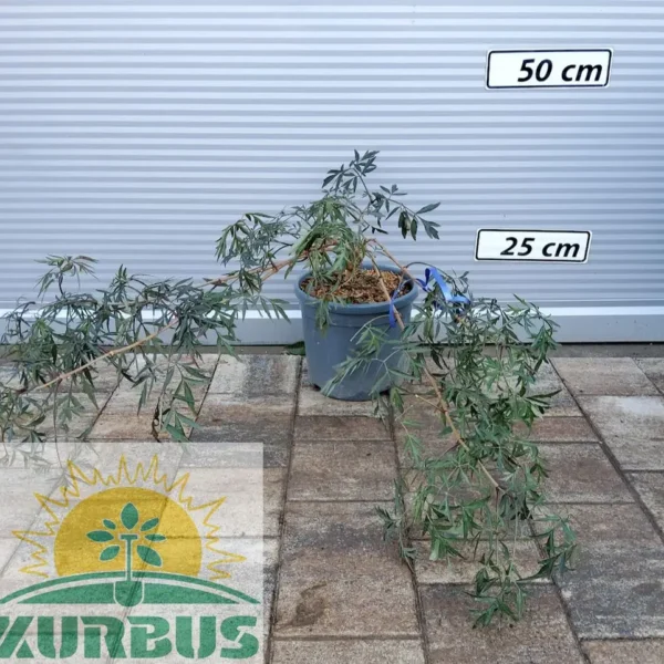 Sambucus nigra BLACK LACE 'Eva' PBR (Črni bezeg)