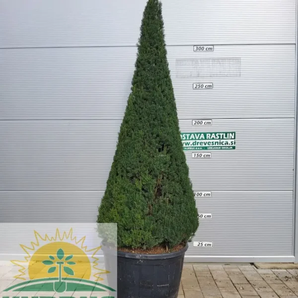 Taxus baccata (Tisa oblike stožca)