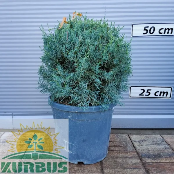 Cupressus arizonica 'Fastigiata' (Arizonska cipresa - Krogla)