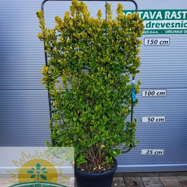 Euonymus japonicus 'Elegantissimus aureus'  (Japonska trdoleska BARIERA)