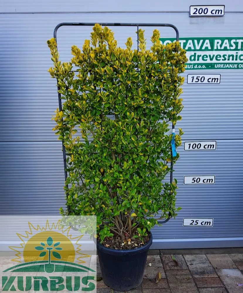 Euonymus japonicus 'Elegantissimus aureus' (Japonska trdoleska BARIERA)