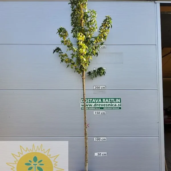Liquidambar styraciflua (Ameriški ambrovec)