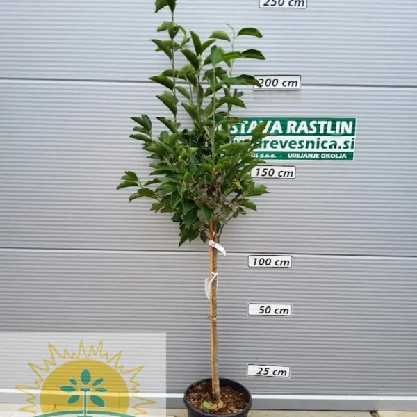 Magnolia x soulangeana (Soulangeeva magnolija)